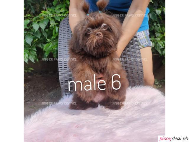 Shih tzu puppy dark choco liver Antipolo - Philippines Buy and Sell ...