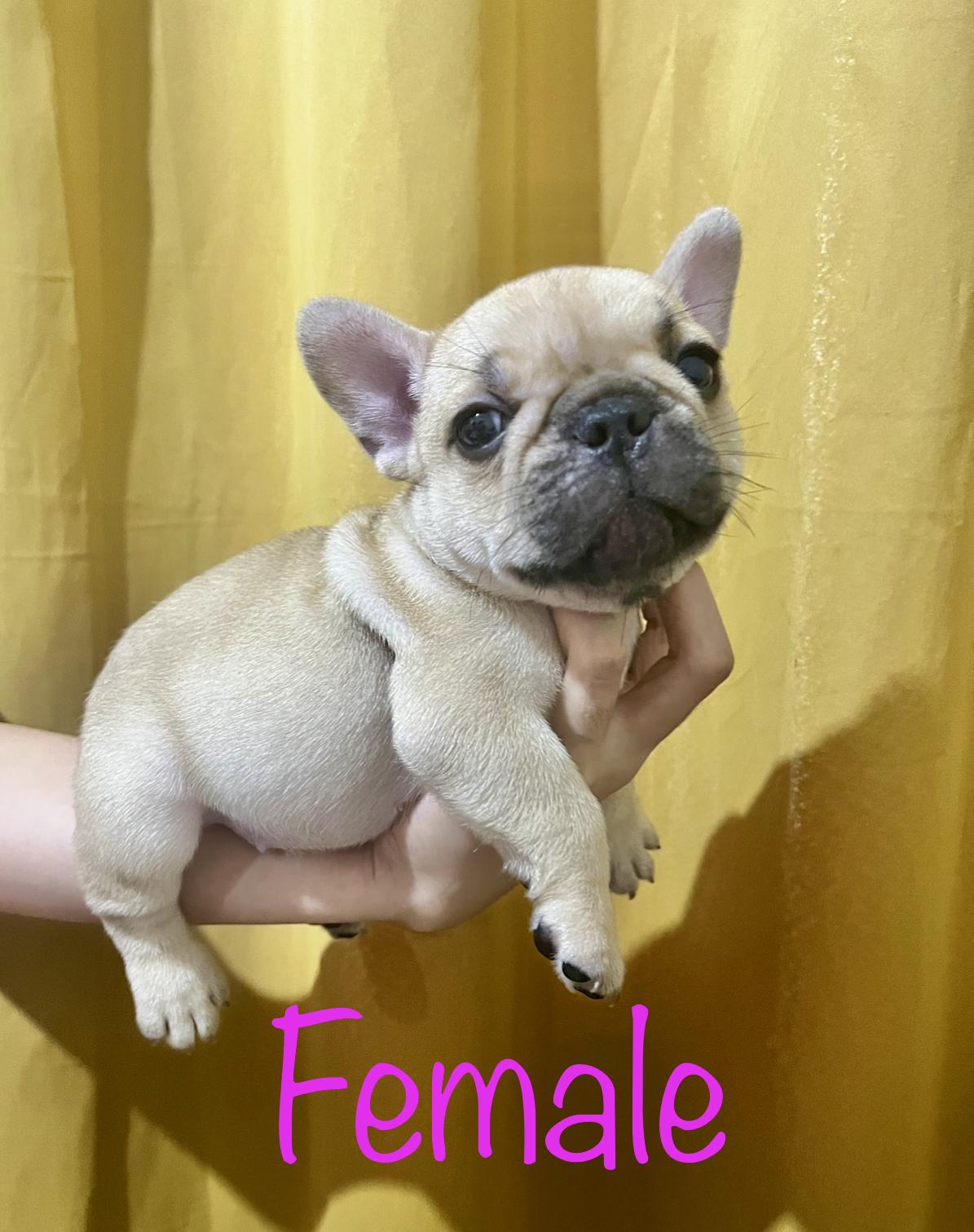 Female French Bulldog Puppy Naga City Philippines Buy and Sell
