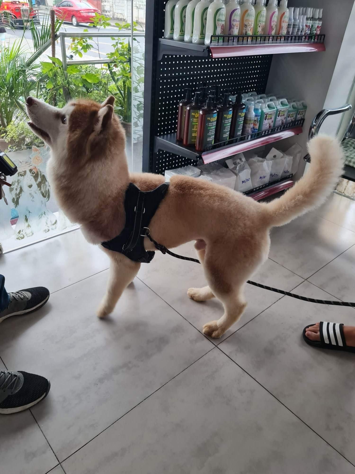 FOR SALE SIBERIAN HUSKY Marikina City Philippines Buy and Sell