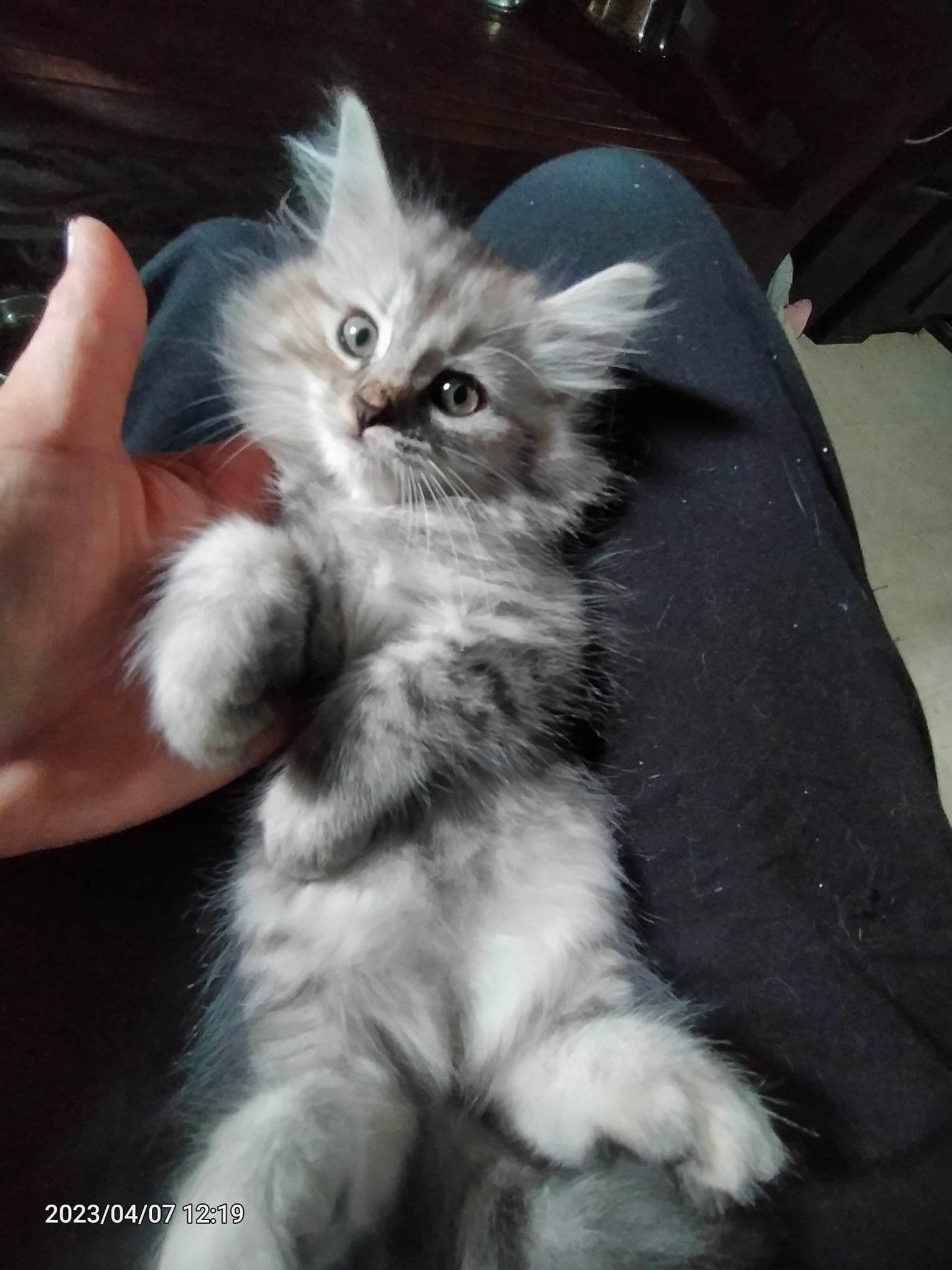 Female persian cats SOLD Manila city Philippines Buy and Sell