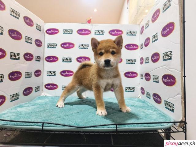 Shiba inu puppy!