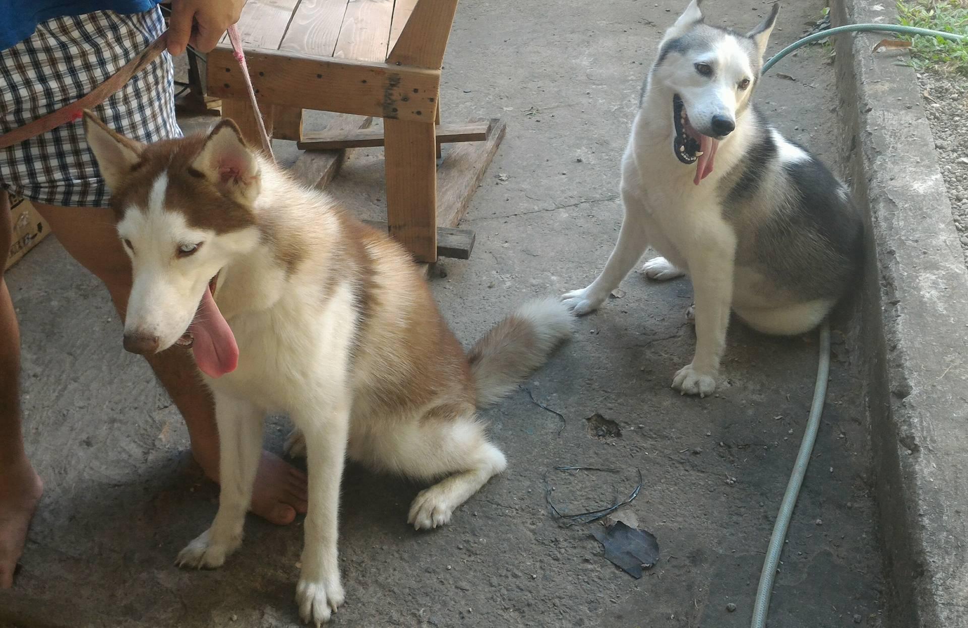 Siberian Husky Stud Service Antipolo Philippines Buy and Sell Marketplace PinoyDeal