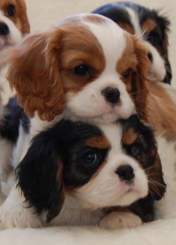 Cavalier King Charles Spaniel Puppies For Sale Peñarrubia